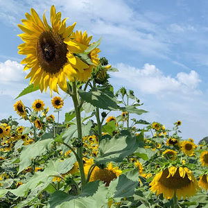 Meet your Posher, Mia